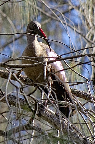 Kenia (575)